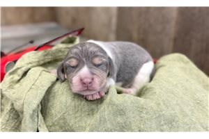 Noah - Beagle for sale