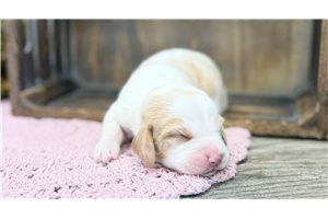 Remi - Beagle for sale