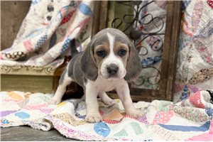 Nelson - Beagle for sale