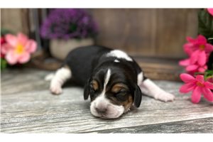 Delilah - puppy for sale