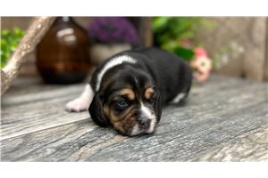 Ginny - Beagle for sale