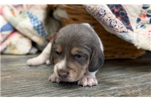 Noah - Beagle for sale