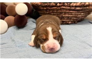 Ryder - Beagle for sale