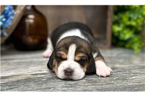 Garret - Beagle for sale