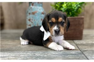 Gideon - Beagle for sale