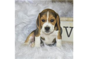 Douglas - puppy for sale