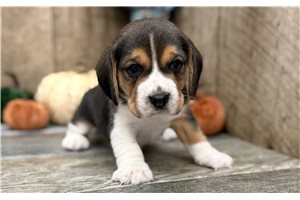 Twix - puppy for sale
