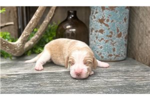 Declan - puppy for sale