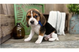 Garret - Beagle for sale