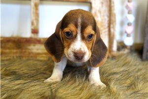 Ivana - Beagle for sale