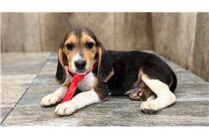 Gideon - Beagle for sale