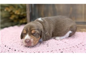 Rose - Beagle for sale