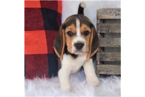 Benji - Beagle for sale