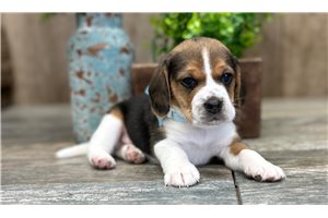 Garret - Beagle for sale