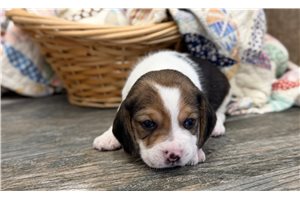 Wilson - Beagle for sale