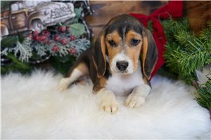 Ruby - puppy for sale
