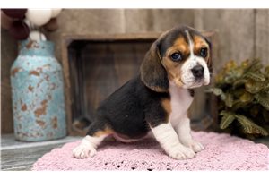 Reese - Beagle for sale