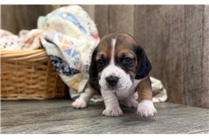 Walter - Beagle for sale