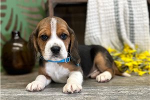 Dakota - Beagle for sale