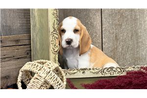 Finn - Beagle for sale