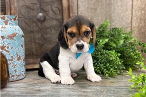 Wesley - Beagle for sale