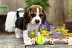 Grace - Beagle for sale