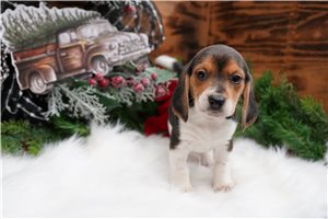 King - Beagle for sale