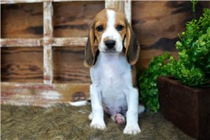 Izzy - Beagle for sale