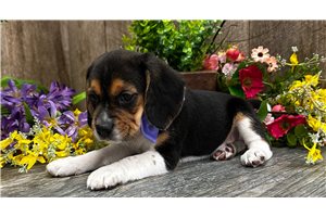 Ginny - Beagle for sale