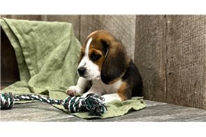 Grace - Beagle for sale