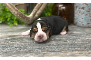 Denver - Beagle for sale