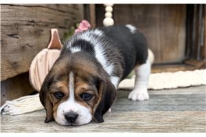 Hershey - Beagle for sale