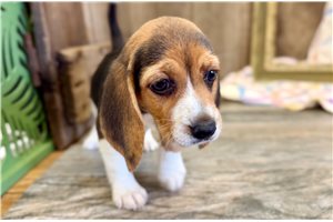Nichole - Beagle for sale