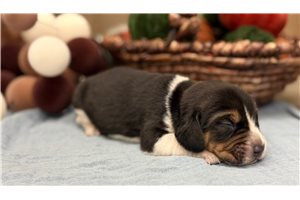 Ranger - Beagle for sale
