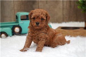 Freddie - puppy for sale