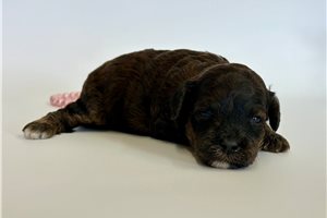 Oaklyn - puppy for sale