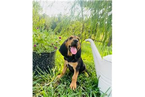 Sadie - Bloodhound for sale