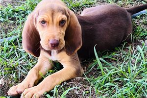Bonnie - Bloodhound for sale