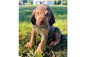 Clyde - puppy for sale