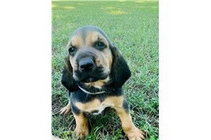 Winston - puppy for sale