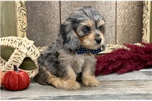 Chance - Cavapoo for sale