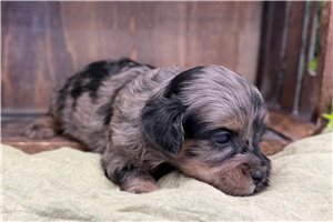Oscar - Cavapoo for sale