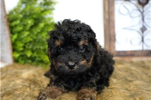 Beckett - puppy for sale