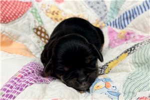 Clara - Cavapoo for sale