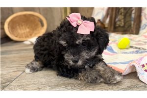 Penelope - Cavapoo for sale
