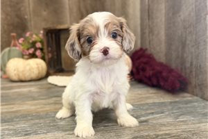 Carli - Cavapoo for sale