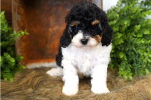 Beau - puppy for sale