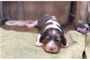 Bella - Cavapoo for sale