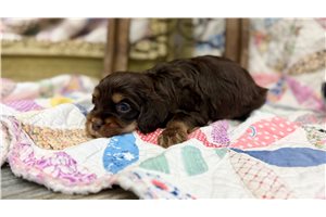 Chester - Cavapoo for sale