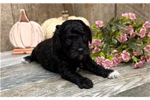 Bexlee - puppy for sale